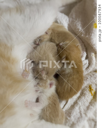 Newborn cat babies breastfeeding on mommy 100087934