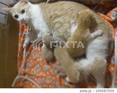 Newborn cat babies breastfeeding on mommy 100087939