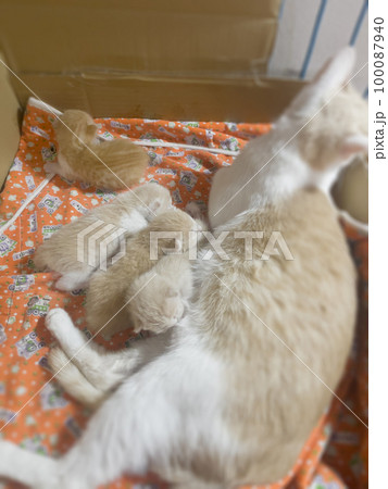 Newborn cat babies breastfeeding on mommy Newborn cat babies breastfeeding on mommy 100087940