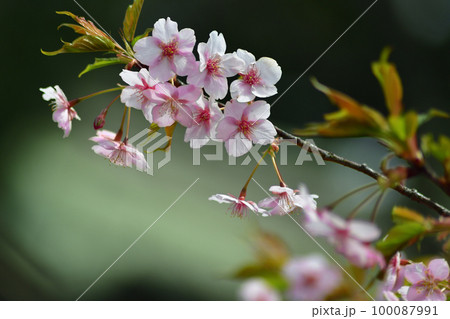 中山法華経寺の河津桜 100087991