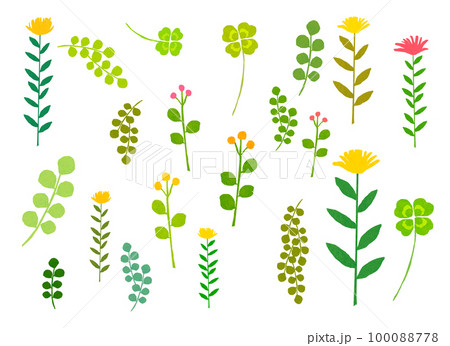 ボタニカル　植物のイラスト 100088778