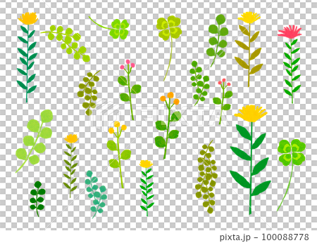 ボタニカル　植物のイラスト 100088778