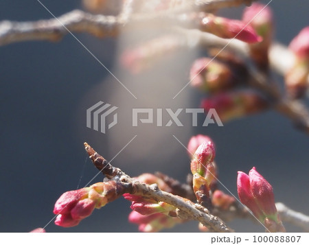 桜の蕾 100088807