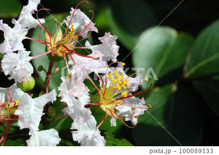 日の当たる満開の白地に黄色い雄しべ雌しべの差し色が入ったサルスベリの花(マクロ接写撮影) 日の当たる満開の白地に黄色い雄しべ雌しべの差し色が入ったサルスベリの花(マクロ接写撮影) 100089133