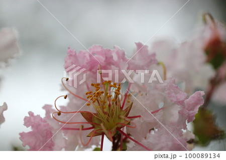 花びらが縮れる満開の白桃色のサルスベリの花（マクロ接写撮影） 100089134
