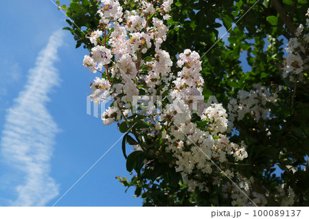 青空に向かって日の当たる満開の白とピンクのサルスベリの円錐花序。 100089137