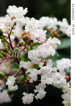 日の当たる満開の白地にうっすらとピンクの差し色が入ったサルスベリの花(マクロ接写撮影) 日の当たる満開の白地にうっすらとピンクの差し色が入ったサルスベリの花(マクロ接写撮影) 100089138