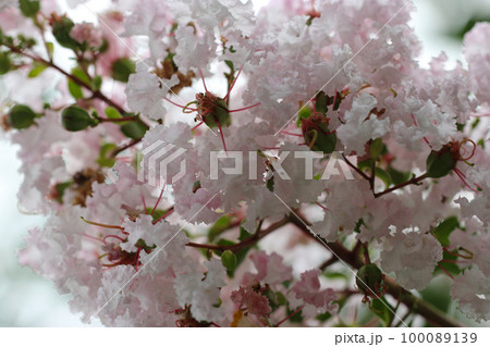 花びらが縮れる満開の白桃色のサルスベリの円錐花序(マクロ接写撮影) 花びらが縮れる満開の白桃色のサルスベリの円錐花序(マクロ接写撮影) 100089139