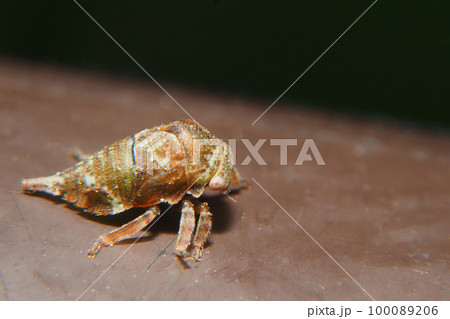 ツノゼミの一種の幼虫 100089206