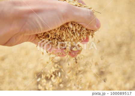 もみ殻をつかむ手　農業　籾 100089517