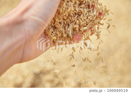 もみ殻をつかむ手　農業　籾 100089519