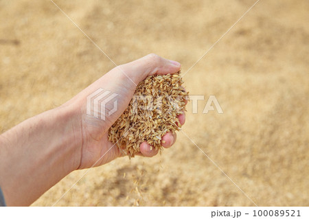もみ殻をつかむ手 農業 籾 もみ殻をつかむ手 農業 籾 100089521