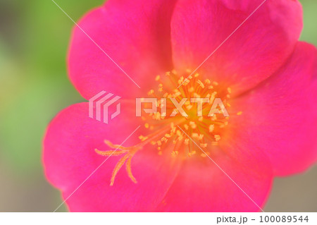 ポーチュラカ 花のクローズアップ ポーチュラカ 花のクローズアップ 100089544