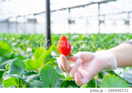 ハウスのいちご　いちご狩り　渥美半島 100090731