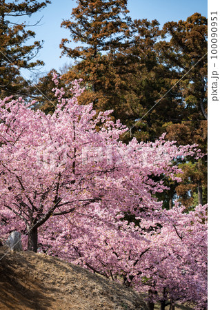 松ヶ崎城址の河津桜・千葉県柏市 松ヶ崎城址の河津桜・千葉県柏市 100090951