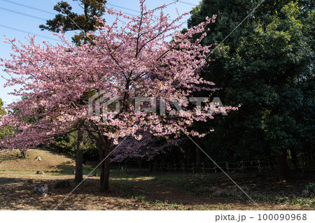 松ヶ崎城址の河津桜・千葉県柏市 松ヶ崎城址の河津桜・千葉県柏市 100090968