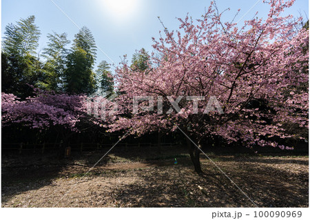 松ヶ崎城址の河津桜・千葉県柏市 松ヶ崎城址の河津桜・千葉県柏市 100090969
