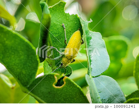Yellow weevil on a green leaf. Weevil, a tiny beetle that does enormous damage to growing plants and stored grains. 100091241