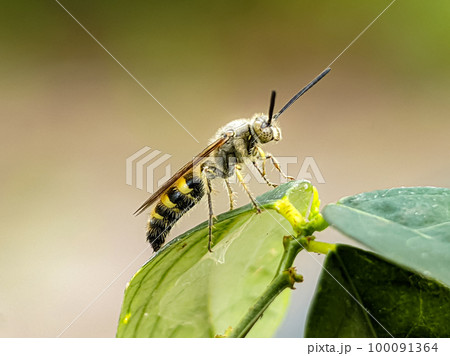 Scoliidae wasp, Yellow Hairy Flower Wasp,Close up of insect male Scoliidae wasp, Yellow Hairy Flower Wasp,Close up of insect male 100091364