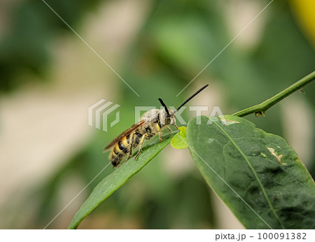 Scoliidae wasp, Yellow Hairy Flower Wasp,Close up of insect male Scoliidae wasp, Yellow Hairy Flower Wasp,Close up of insect male 100091382