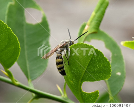 Scoliidae wasp, Yellow Hairy Flower Wasp,Close up of insect male Scoliidae wasp, Yellow Hairy Flower Wasp,Close up of insect male 100091407