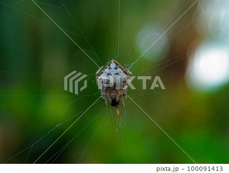 Tailed Orb-Weaver Spider, Eriovixia sp, Araneidae Family, Aranaea Order, with its prey. 100091413