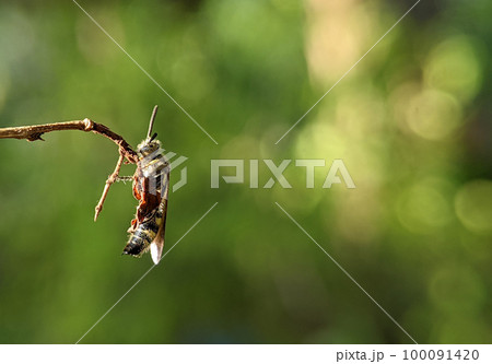 Scoliidae wasp, Yellow Hairy Flower Wasp,Close up of insect male 100091420