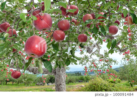 【青森県弘前市りんご】津軽の秋、りんご園は収穫中 100091484