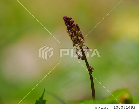 春の水辺のモミジチャルメルソウ 春の水辺のモミジチャルメルソウ 100091493