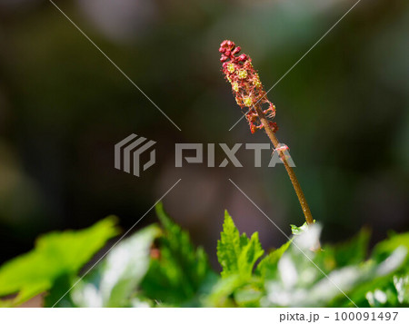 春の水辺のモミジチャルメルソウ 春の水辺のモミジチャルメルソウ 100091497