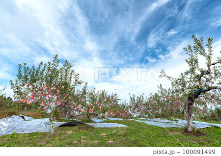 【青森県弘前市りんご】青空とりんご。津軽の秋、りんご園は収穫中 【青森県弘前市りんご】青空とりんご。津軽の秋、りんご園は収穫中 100091499