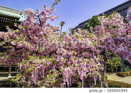 東京都　サザエさんの街・新桜町　桜神宮　縁むすびの木 100091995