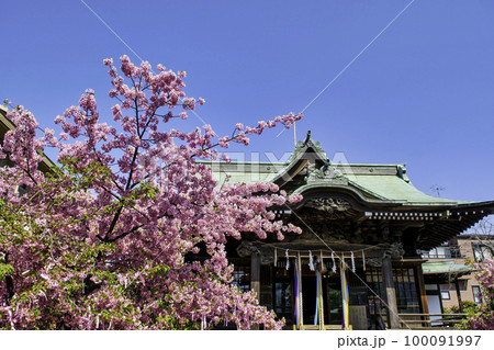 東京都 サザエさんの街・新桜町 桜神宮 縁むすびの木 東京都 サザエさんの街・新桜町 桜神宮 縁むすびの木 100091997