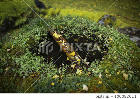 岩戸落葉神社の黄葉 100092011