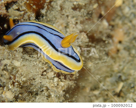 キベリクロスジウミウシ キベリクロスジウミウシ 100092012