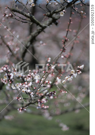 早春の花梅の花が咲き誇り蜜を求めてメジロが飛び交う 早春の花梅の花が咲き誇り蜜を求めてメジロが飛び交う 100092359