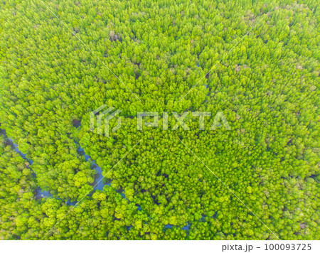Aerial view green mangrove forest sea bay nature landscape 100093725