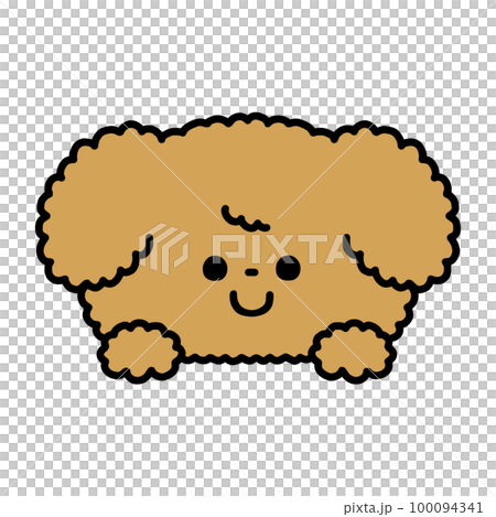 A cute toy poodle that suddenly shows its face 100094341