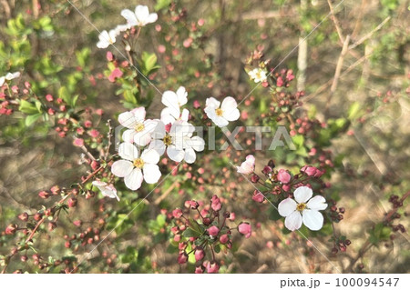 小さい花 100094547
