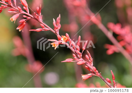 Spring flowers in a city park in northern Israel. 100095178