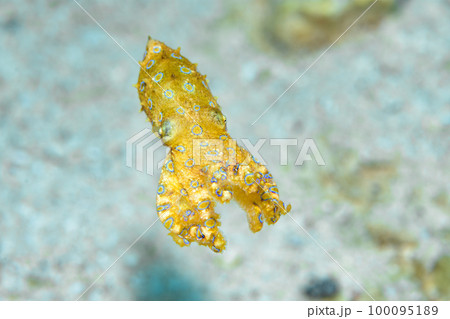 オオモルモンダコ オオモルモンダコ 100095189