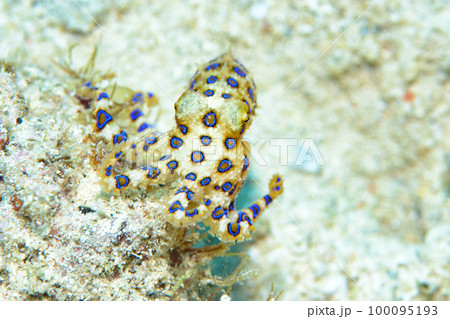 オオモルモンダコ オオモルモンダコ 100095193