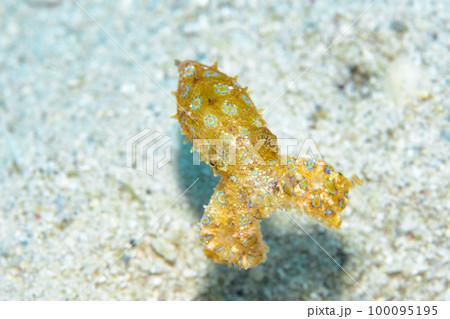 オオモルモンダコ オオモルモンダコ 100095195