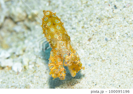 オオモルモンダコ オオモルモンダコ 100095196