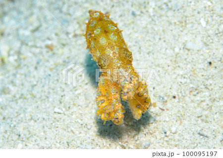 オオモルモンダコ 100095197