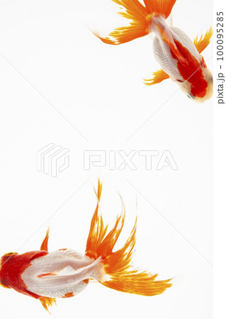 白い背景の水槽の中で泳ぐ金魚 100095285