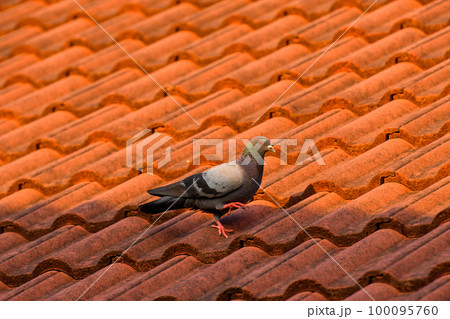 a pigeon on the roof 100095760