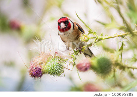 European goldfinch, feeding on the seeds of thistles. Carduelis carduelis. 100095888