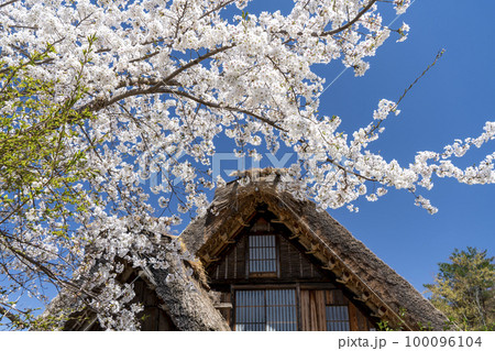 白川郷の春 桜 白川郷の春 桜 100096104