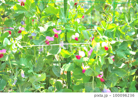 エンドウ豆の花 エンドウ豆の花 100096236